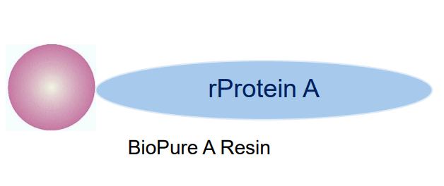 BioPure A Resin